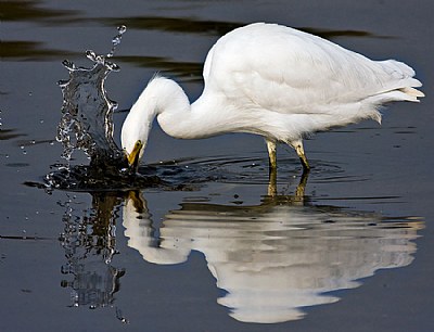 Snowy Egret fishing
