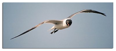 In Flight