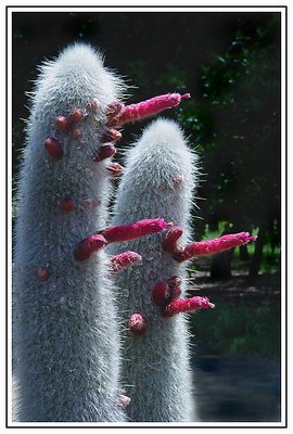 Fuzzy Cactus in Bloom