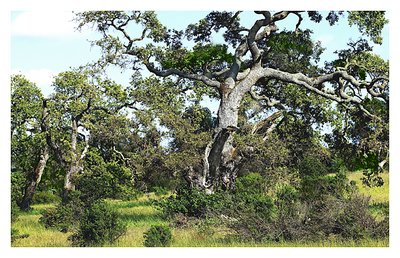 Spreading Oak