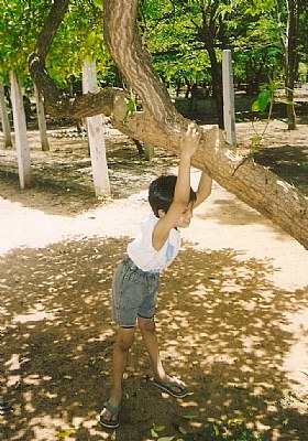 Pulling down the tree that gives shade ?