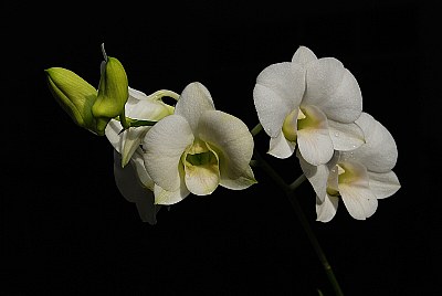 Orchid in the Dark