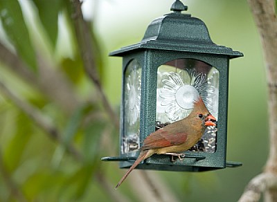 Cardinal