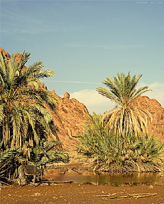 After Rain in The Desert