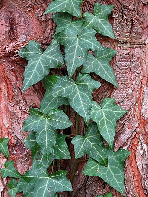 Ivy on Pine Tree (Patterns)