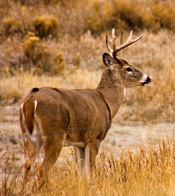 Whitetail Buck