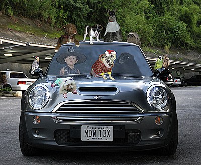 My car with my pets