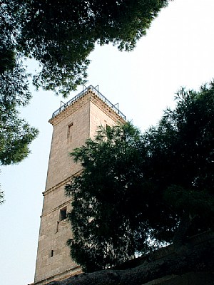 Trees & Minaret