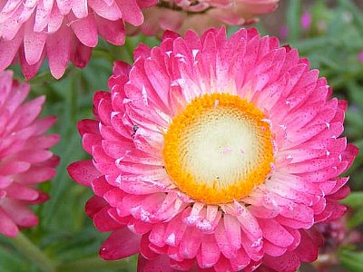 pink is lovely