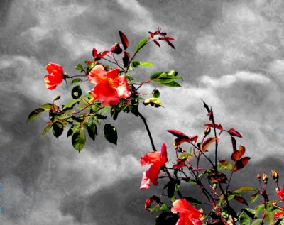 China Rose