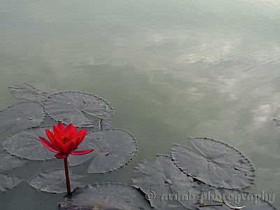 blooming water lily