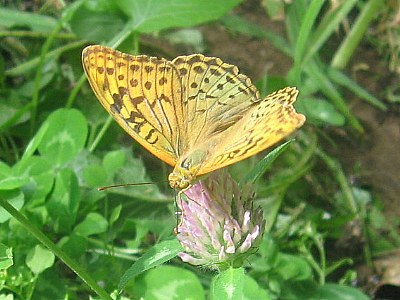Butterfly.....