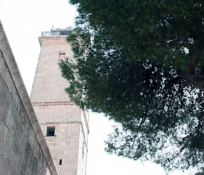 Tree & Minaret