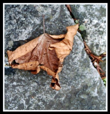 Autumn on the rock