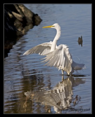 Great Egret