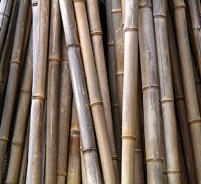 Bamboo Abstract