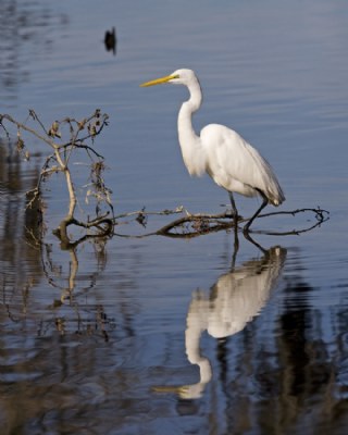 Great Egret