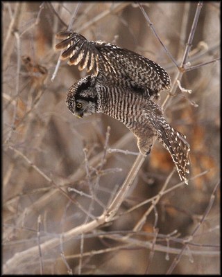 Hunting Hawk Owl