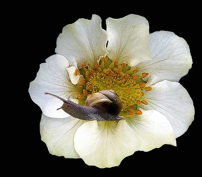 Snail on my strawberry flower.