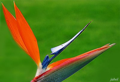 Yet Another Flower