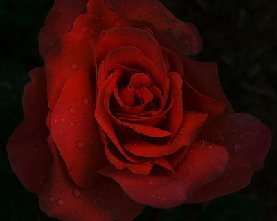 dark rose