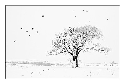 Dead Tree In Winter