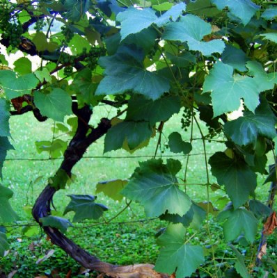 Grape Leaves 