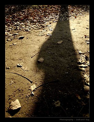 Autumn Sonata - A Long Shadow