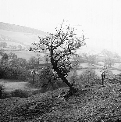 tree in frost and fog