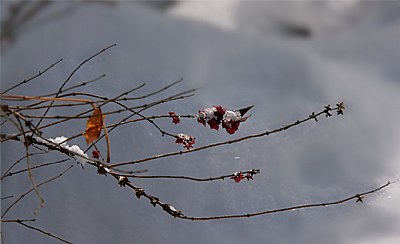 early snowy weeds