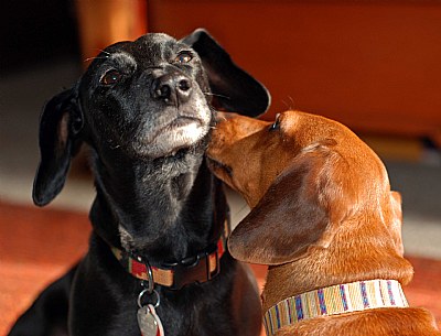 old man gets a kiss