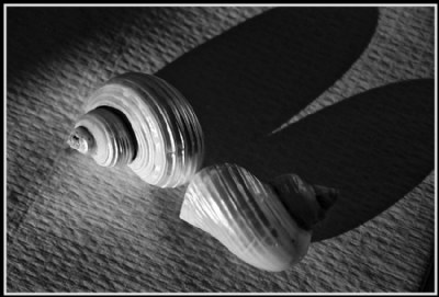 Conchylia and shadows