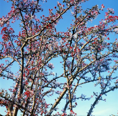 winter fruit