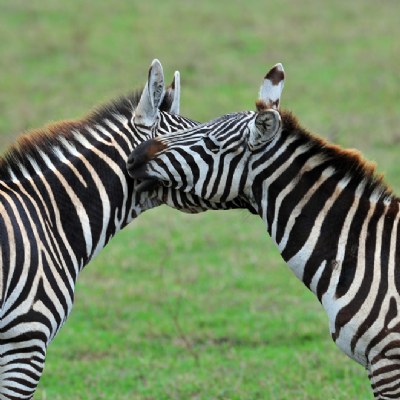 ***zebra's love***