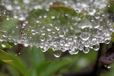 Wet Spider Web I