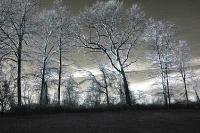 Trees in IR