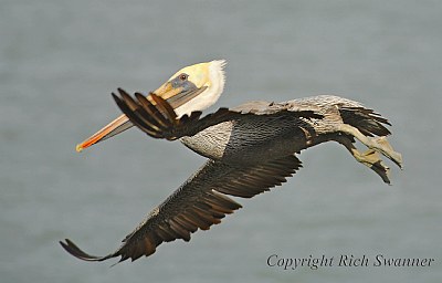 Male Brown Pelican