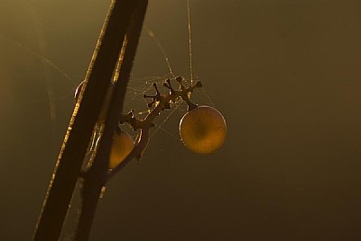 last grapes