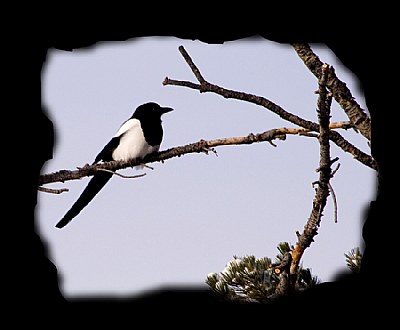 Magpie