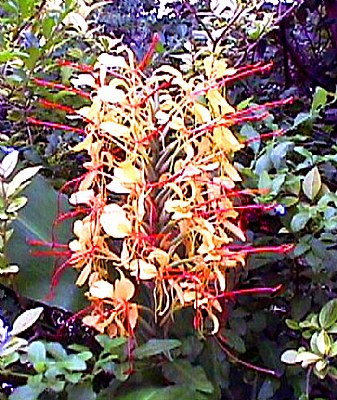 Hedychium