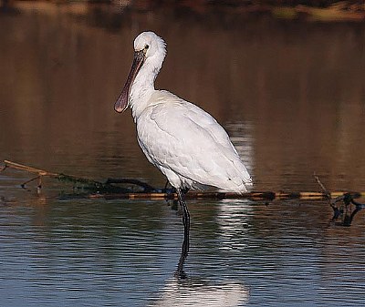 Platalea leucorodia 