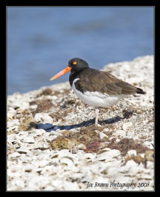 American Oystercatcher