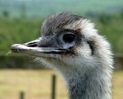 Ostrich