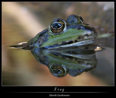 Le Frog