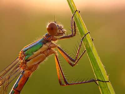 my first dragon-fly