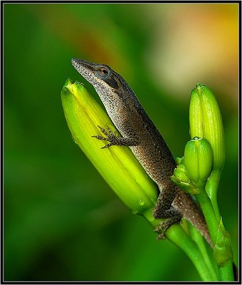 Resting On A Lily