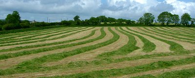 Grass harvest