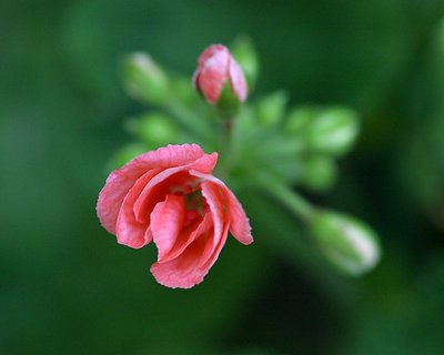 Geranium Bud