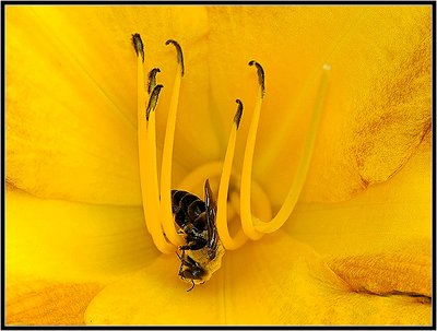 The Pollinator