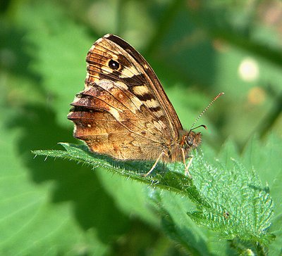 Ulley Reservoir Butterfly
